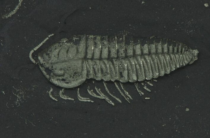 Pyritized Triarthrus Trilobites With Appendages - New York #64812